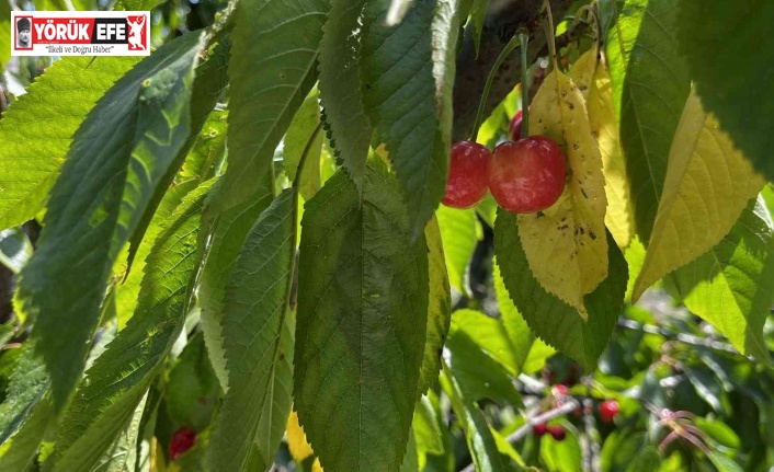 Kuşadası’nda kiraz hasadı başladı