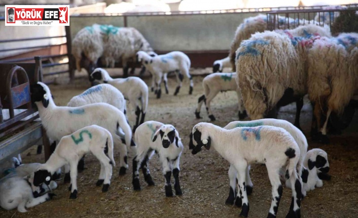 Sakız Koyunu Çiftliği’nde doğumlar başladı