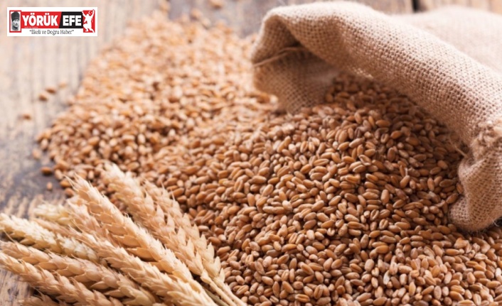 Söke TARİŞ bu sezonda da buğday alımı yapacak