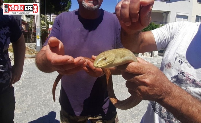 Yaşam alanları azalan oluklu kertenkelelerine dikkat çekildi