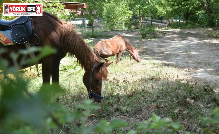 Yayla turizminin yeni adresi yeni sezona hazır