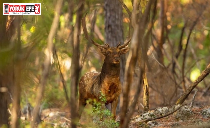 Yüzyıllardır Milli Park’ta yaşıyorlar