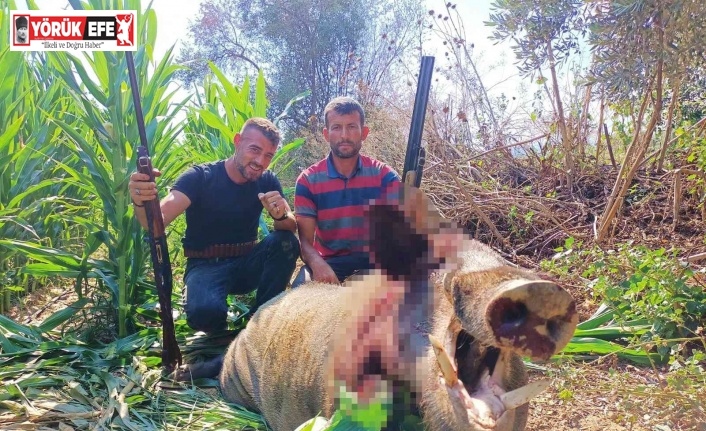 250 kiloluk dev domuz, avcılar tarafından vuruldu