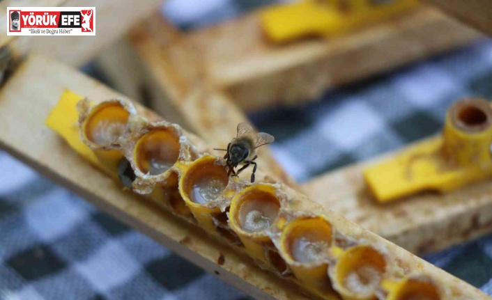 ’Arı sütü’ altınla yarışıyor