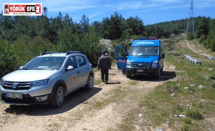 Arıcılar Aydın’da ayılardan değil hırsızlardan şikayetçi