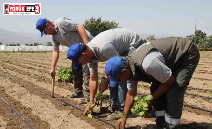 Aydın Büyükşehir Belediyesi gelecek yılın tohumlarını yetiştiriyor