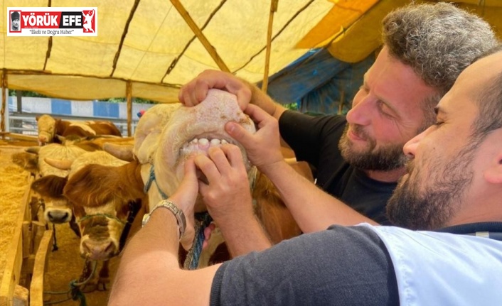 Aydın İl Tarım ve Orman Müdürlüğü’nden kurban uyarısı