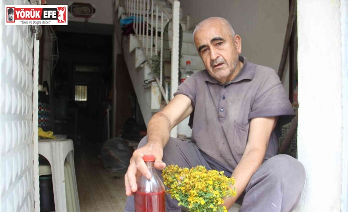 Aydın’da, asırlık gelenekle kantaron yağı yapım sezonu başladı