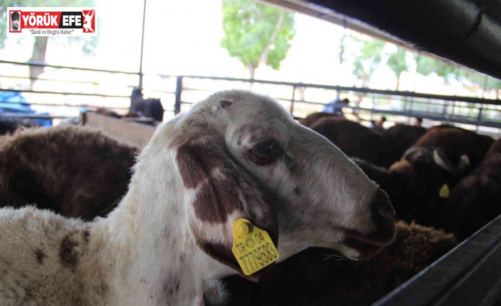 Aydın’da kurban bayramı öncesi kurban pazarlarında sessizlik hakim