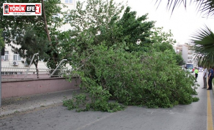 Aydın’da kuvvetli rüzgar ve fırtına bekleniyor