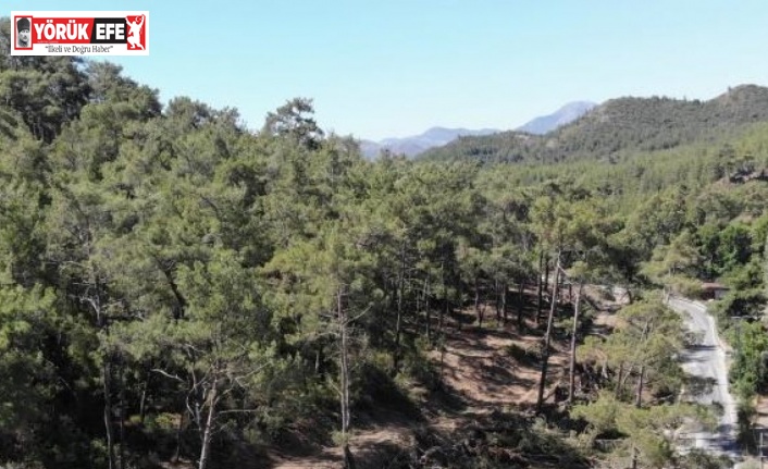 Aydın’da yasak ormanlık alana giren 14 şahsa cezai işlem uygulandı