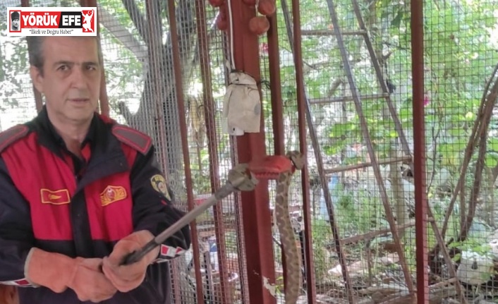 Aydın’da zehirli yılan paniği