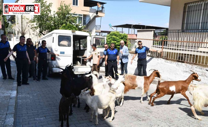 Bu operasyonda ’suçlular’ değil ’başıboş keçiler’ yakalandı