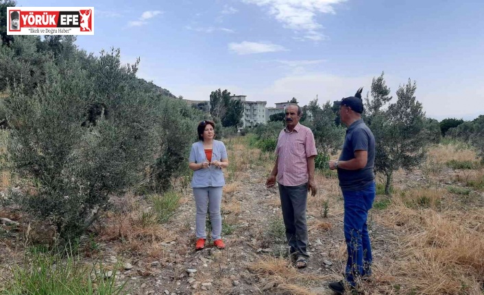 Çiftçiler, ’verticllium solgunluğu’ hastalığına karşı uyardı