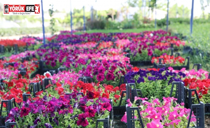 Didim Belediyesi’nin renkli çiçekleri kenti süsleyecek