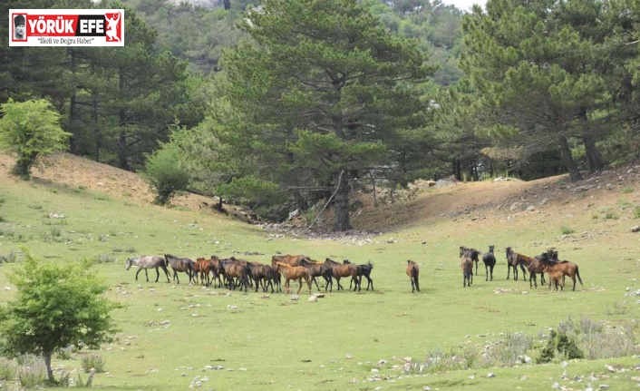 Dilek Yarımadası Milli Parkı’nda yaşayan yılkı atlarının sayısı her geçen gün artıyor