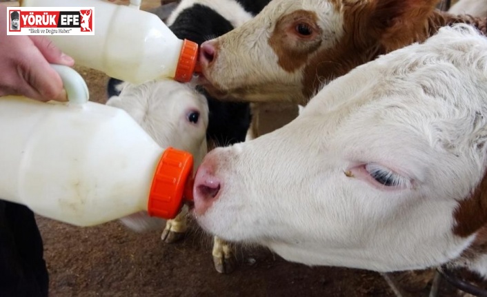 Efeler İlçe Tarım ve Orman Müdürlüğü’nden ’buzağı desteklemesi’ uyarısı