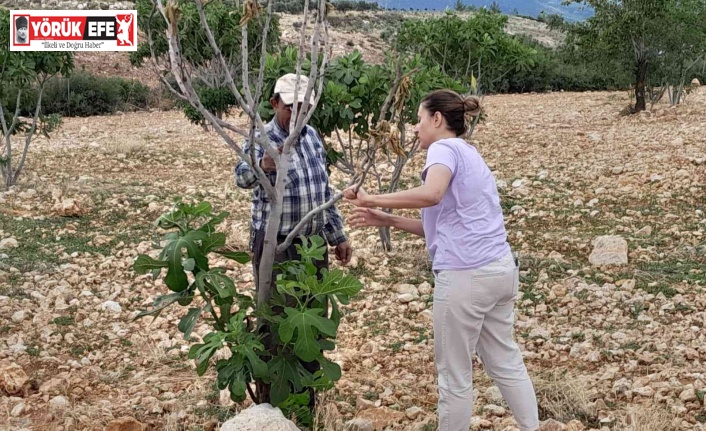 İncir ağaçlarında ’teke böceği’ alarmı