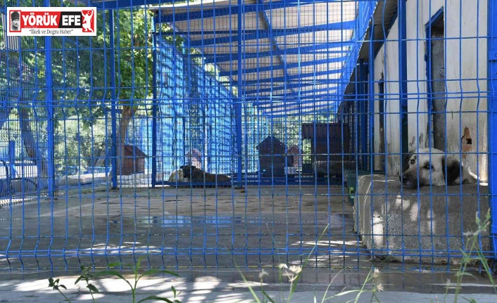 Kuşadası’nda 2022 yılının ilk beş ayında 1718 sokak hayvanı tedavi edildi