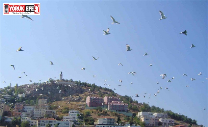 Martının yuttuğu olta iğnesi ameliyatla çıkarıldı