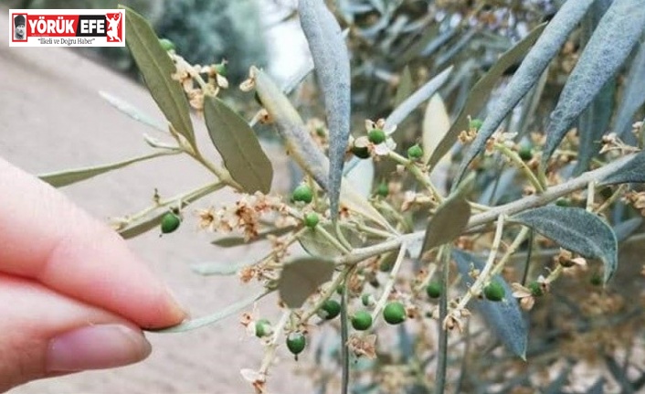 Nazilli İlçe Tarım ve Orman Müdürlüğü üreticileri ’zeytin güvesi’ne karşı uyardı