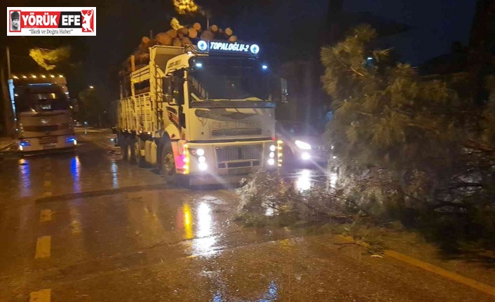 Nazilli’de ağaçlar, rüzgara dayanamadı