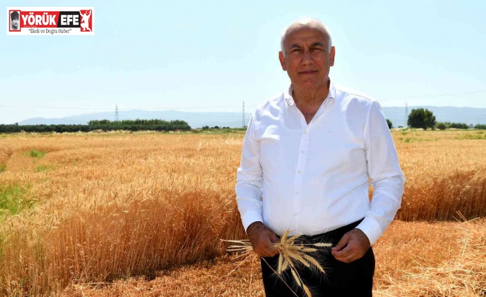 Söke Belediyesi ikinci kez buğday hasadı yaptı