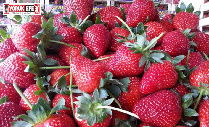 Uzun süren kış ve Rusya-Ukrayna savaşı çilek üretimini vurdu