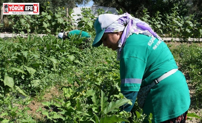 Adabahçe’de yaz bereketi yaşanıyor