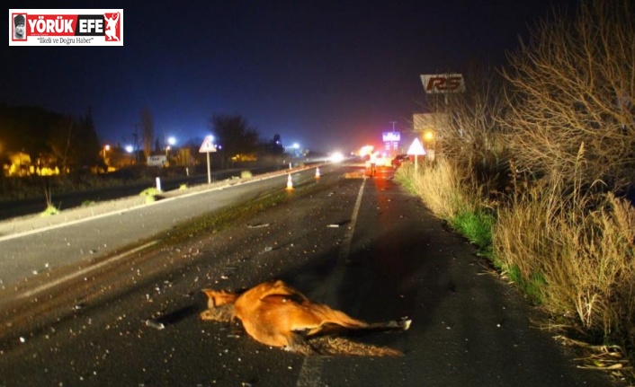 Başıboş atlar yine kazaya neden oldu