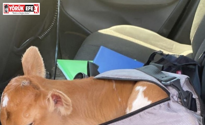 Çantadan buzağı çıktı