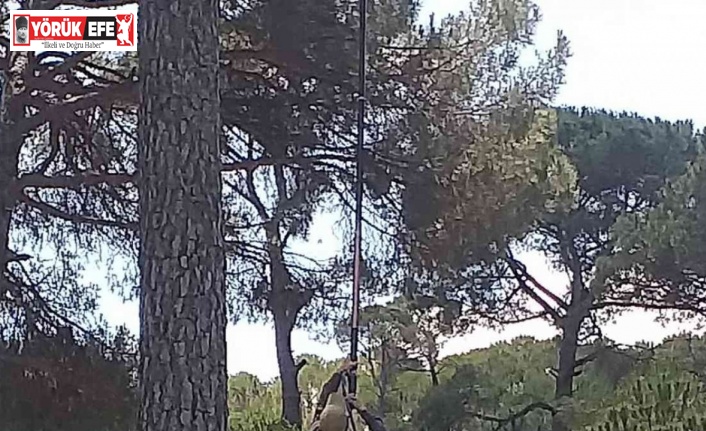 Fiyatı altınla yarışınca üretici, çam ağaçlarına gözü gibi bakmaya başladı