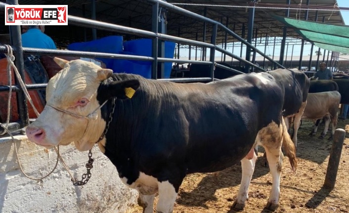 Kurban Bayramı’nda Aydın’da 72 bin 465 baş hayvan kurban edildi