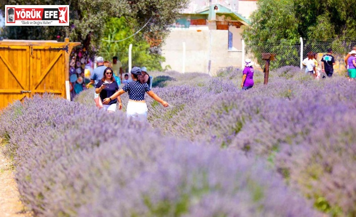 Lavanta Festivali’ne vatandaşlar yoğun ilgi gösterdi