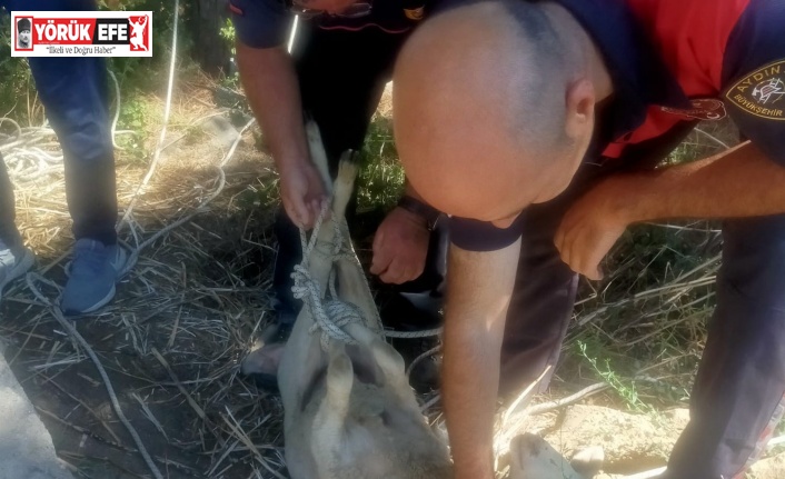 Su kuyusuna düşen koyunun imdadına itfaiye ekipleri yetişti