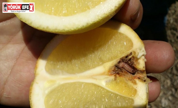 Turunçgillerde Harnup Güvesi’ne dikkat