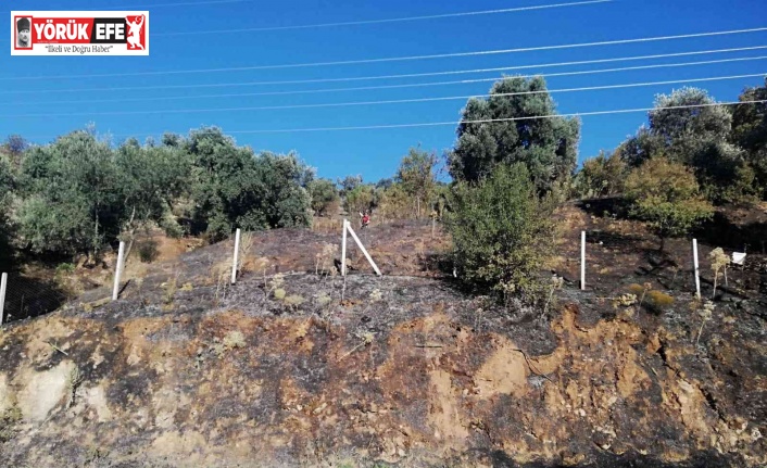 Yangında 100 dönüm arazi zarar gördü