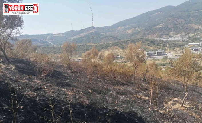 Yangından zarar gören zeytin ağaçları için çalışma başlatıldı