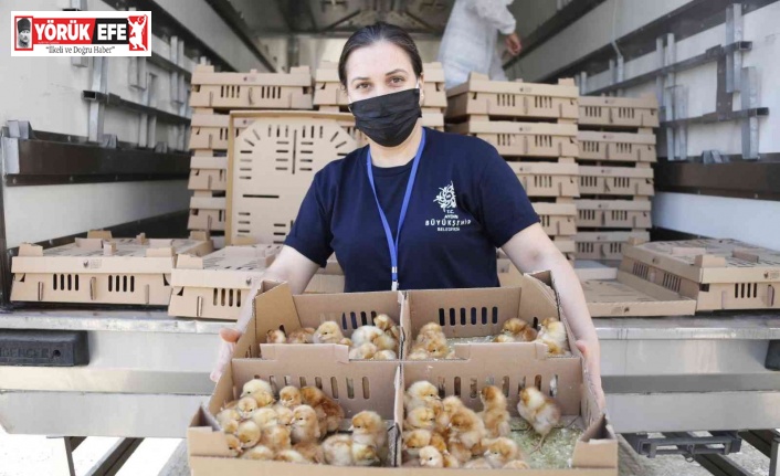 Aydın Büyükşehir Belediyesi civciv dağıtımına başladı