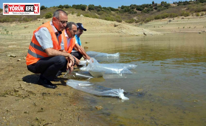 Aydın’da 741 bin sazan suyla buluştu