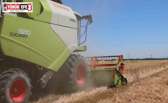 Aydın’da buğday hasadı başladı