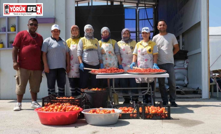 Didim Belediyesi domates hasadına başladı