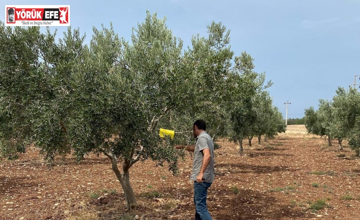 Didimli üreticilere zeytin sineği zararlısı uyarısı