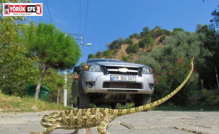 EKODOSD’tan sürücülere “duyarlılık” çağrısı