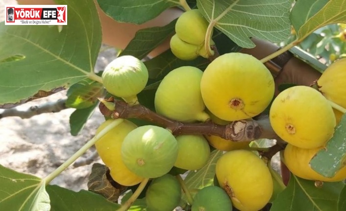 İncir ağaçlarında kalsiyumlu yaprak gübresi ile başarıya ulaşıldı