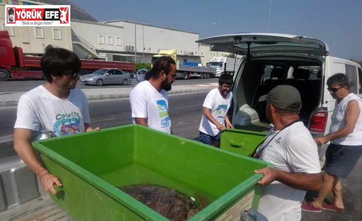 İzmir’de yaralanan caretta caretta Aydın’da tedavi edildi