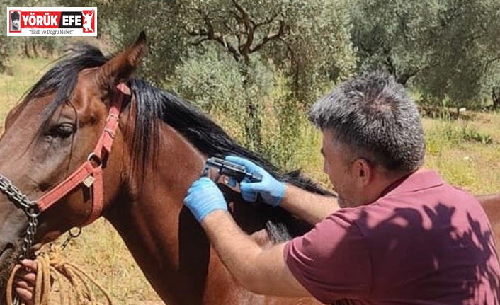 Karacasu’da rahvan atları kimliklendirildi