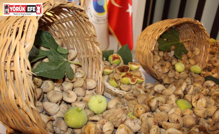 Kuru incirde en fazla ihraç AB ülkelerine yapılıyor