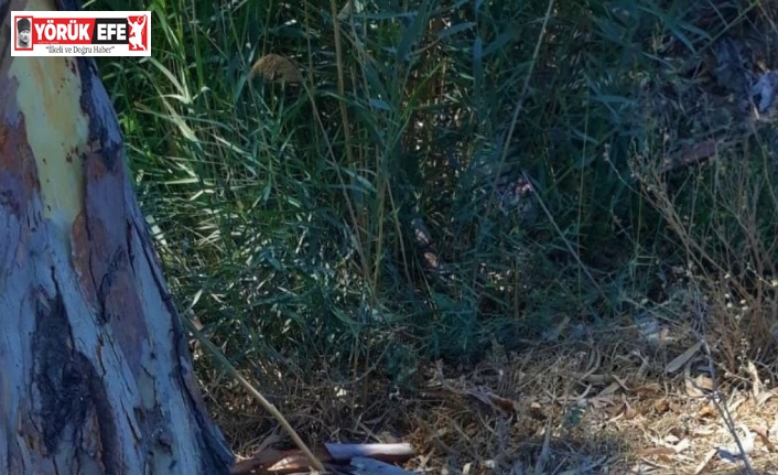 Nesli tehlike altında olan ’Saz Kedisi’ ölü olarak bulundu