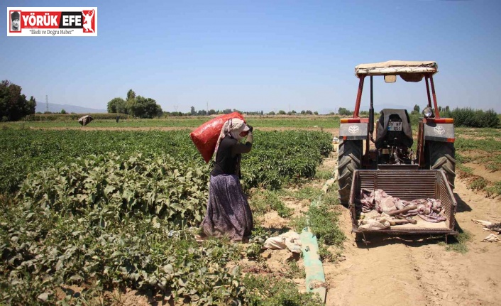 Tarlada çalışan işçi kadınlardan hemcinslerine sitem